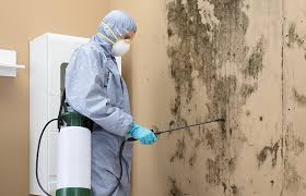 Best Environmental Consulting for Mold Prevention  in Macdonnell Heights, NY